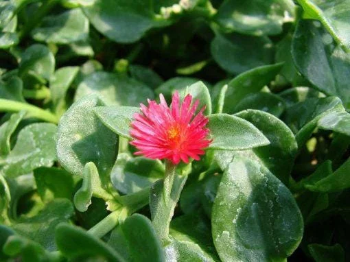 Aptenia Red Apple Live Plants - Pack of 2 - Baby Sun Rose Succulent - 4-6 Inches Tall, Drought Tolerant - Image 4
