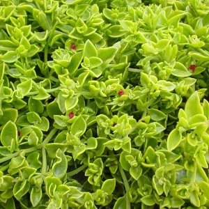 Aptenia Red Apple Live Plants - Pack of 2 - Baby Sun Rose Succulent - 4-6 Inches Tall, Drought Tolerant - Image 5
