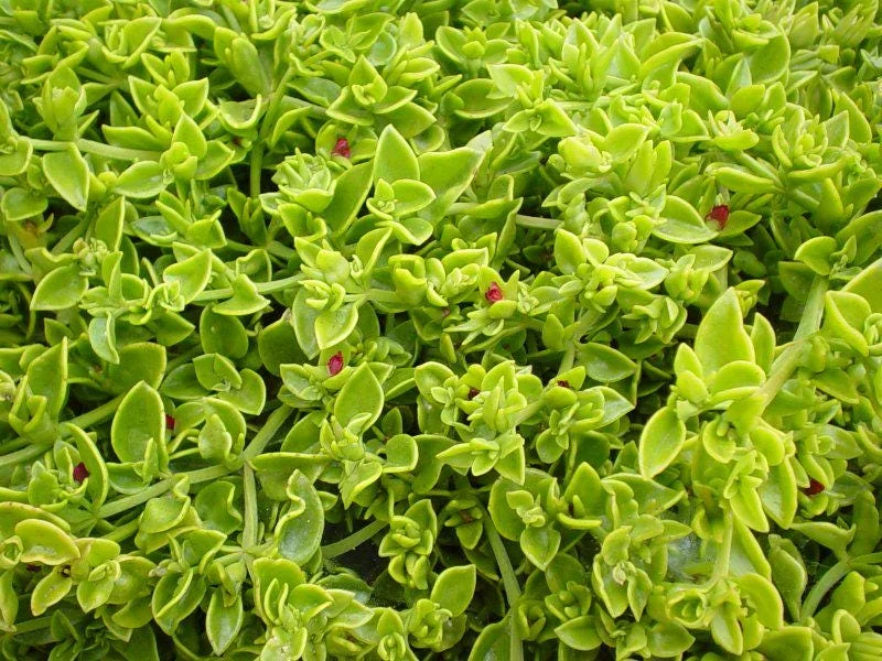 Aptenia Red Apple Live Plants - Pack of 2 - Baby Sun Rose Succulent - 4-6 Inches Tall, Drought Tolerant - Image 5