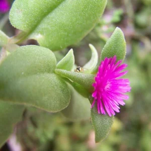 Aptenia Red Apple Live Plants - Pack of 2 - Baby Sun Rose Succulent - 4-6 Inches Tall, Drought Tolerant - Image 6