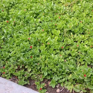 Aptenia Red Apple Live Plants - Pack of 2 - Baby Sun Rose Succulent - 4-6 Inches Tall, Drought Tolerant - Image 7