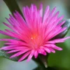 Aptenia Red Apple Live Plants - Pack of 2 - Baby Sun Rose Succulent - 4-6 Inches Tall, Drought Tolerant - Image 1