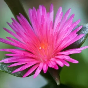 Aptenia Red Apple Live Plants - Pack of 2 - Baby Sun Rose Succulent - 4-6 Inches Tall, Drought Tolerant - Image 1