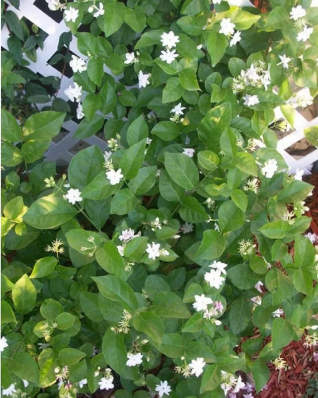 Arabic Jasmine Live Plant – 18-22in Tall, Fragrant Flowers, Potted - Image 3
