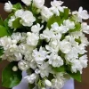 Arabic Jasmine Live Plant – 18-22in Tall, Fragrant Flowers, Potted - Image 1