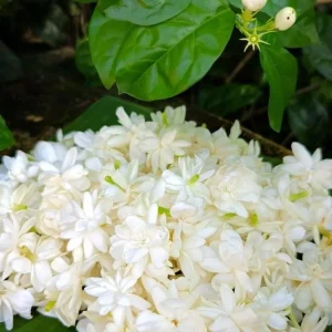 Arabic Jasmine Live Plant – 22-26 Inch, 1 Gallon Pot, Fragrant Outdoor/Indoor - Image 1