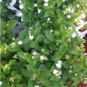 Arabic Jasmine Live Plant – 8-10in Tall in 4in Pot – Fragrant Indoor/Outdoor - Image 4