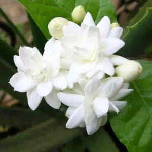 Arabic Jasmine Live Plant – 8-10in Tall in 4in Pot – Fragrant Indoor/Outdoor - Image 1