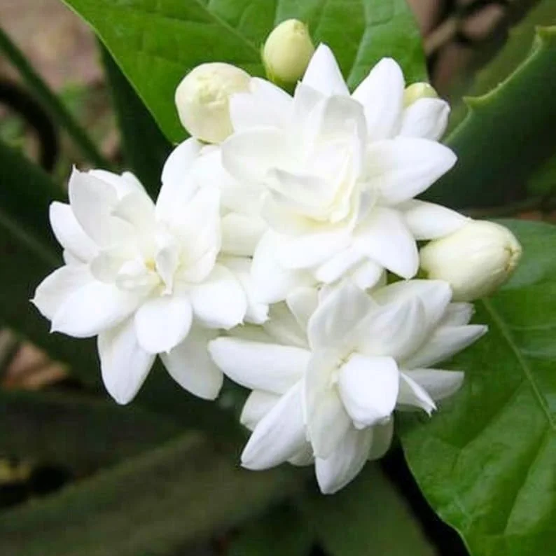 Arabic Jasmine Live Plant – 8-10in Tall in 4in Pot – Fragrant Indoor/Outdoor - Image 1