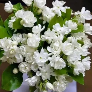 Arabic Jasmine Live Plant – Half Gallon Pot – Fragrant Indoor/Outdoor Shrub - Image 1
