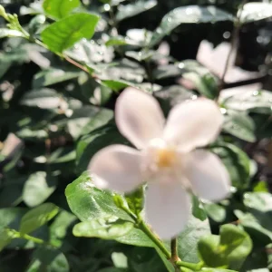 Arctic Snow Jasmine Bush Live Plant – 10-14 inches Tall – Gallon Pot – Outdoor Shrub - Image 3