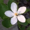 Arctic Snow Jasmine Bush Live Plant – 10-14 inches Tall – Gallon Pot – Outdoor Shrub - Image 1