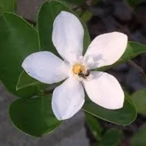 Arctic Snow Jasmine Bush Live Plant – 10-14 inches Tall – Gallon Pot – Outdoor Shrub - Image 1