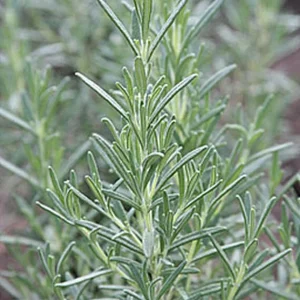 Arp Rosemary Live Plant - Rosmarinus Officinalis Arp - Starter Herb 3-6 Inch Tall - Image 4
