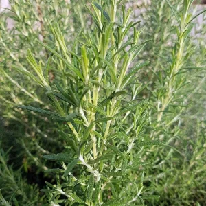 Arp Rosemary Live Plant - Rosmarinus Officinalis Arp - Starter Herb 3-6 Inch Tall - Image 5