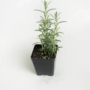 Arp Rosemary Live Plant - Rosmarinus Officinalis Arp - Starter Herb 3-6 Inch Tall - Image 1