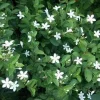 Asian Snow Jasmine Live Plant – Fragrant Shrub – 1 Gallon Pot – Outdoor - Image 1