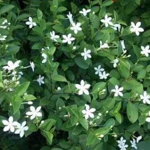 Asian Snow Jasmine Live Plant – Fragrant Shrub – 1 Gallon Pot – Outdoor - Image 1