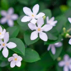 Asian Snow Jasmine Live Plant – Fragrant Shrub – 1 Gallon Pot – Outdoor - Image 3