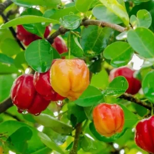 Barbados Cherry Live Plant – Acerola Shrub – 6 to 8 inch Tall – Outdoor Fruit Plant - Image 1