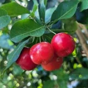 Barbados Cherry Live Plant – Acerola Shrub – 6 to 8 inch Tall – Outdoor Fruit Plant - Image 3