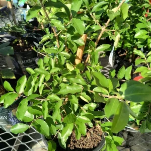 Barbados Cherry Live Plant – Acerola Shrub – 6 to 8 inch Tall – Outdoor Fruit Plant - Image 4