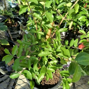 Barbados Cherry Live Plant – Acerola Shrub – 6 to 8 inch Tall – Outdoor Fruit Plant - Image 5