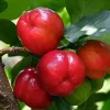 Barbados Cherry Tree Acerola Live Plant - 4-6 inch Vitamin C Fruit Tree - Image 1