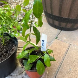 Barbados Cherry Tree Acerola Live Plant - 4-6 inch Vitamin C Fruit Tree - Image 2