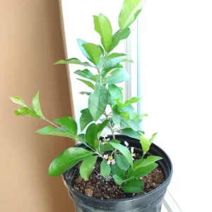 Barbados Cherry Tree Acerola Live Plant - 4-6 inch Vitamin C Fruit Tree - Image 3