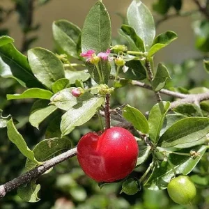 Barbados Cherry Tree Acerola Live Plant - 4-6 inch Vitamin C Fruit Tree - Image 4