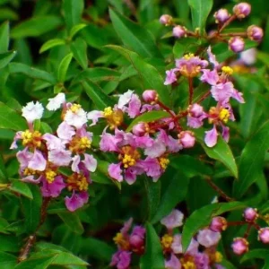 Barbados Cherry Tree Acerola Live Plant - 4-6 inch Vitamin C Fruit Tree - Image 5