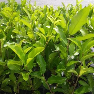 Barbados Cherry Tree Acerola Live Plant - 4-6 inch Vitamin C Fruit Tree - Image 6