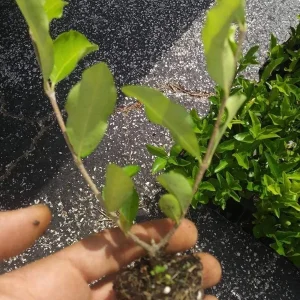 Barbados Cherry Tree Acerola Live Plant - 4-6 inch Vitamin C Fruit Tree - Image 7