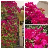 Barbara Karst Bougainvillea Live Plant - 2 Red Starter Plants - Outdoor Vine - Image 1