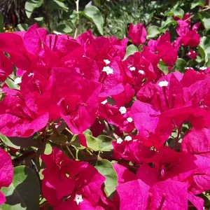 Barbara Karst Bougainvillea Live Plant - 2 Red Starter Plants - Outdoor Vine - Image 6