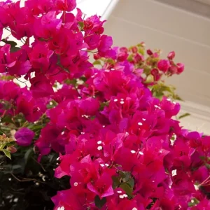 Barbara Karst Bougainvillea Live Plant - 2 Red Starter Plants - Outdoor Vine - Image 7