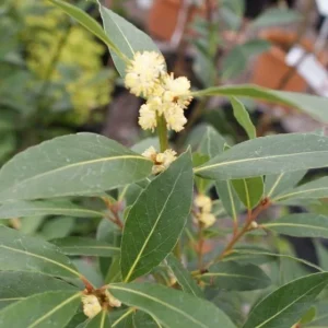 Bay Laurel Live Plant - Laurus nobilis - Evergreen Sweet Bay Shrub for Culinary & Hedges - Image 2