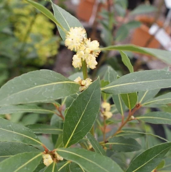 Bay Laurel Live Plant - Laurus nobilis - Evergreen Sweet Bay Shrub for Culinary & Hedges - Image 2