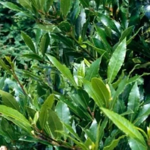 Bay Laurel Live Plant - Laurus nobilis - Evergreen Sweet Bay Shrub for Culinary & Hedges - Image 3