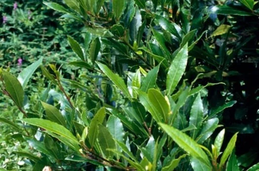 Bay Laurel Live Plant - Laurus nobilis - Evergreen Sweet Bay Shrub for Culinary & Hedges - Image 3