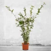 Bay Laurel Live Plant - Laurus nobilis - Evergreen Sweet Bay Shrub for Culinary & Hedges - Image 1