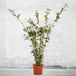 Bay Laurel Live Plant - Laurus nobilis - Evergreen Sweet Bay Shrub for Culinary & Hedges - Image 1