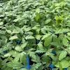 Beefsteak Tomato Live Plants - 3 Pack, 6-10 Inches, 60+ Days Old - Image 1
