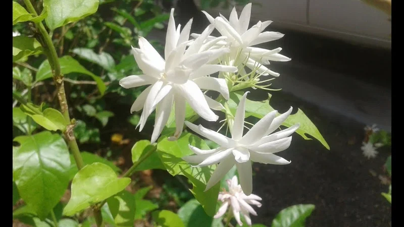 Belle of India Jasmine Live Plant – 14-18in Tall, 1 Gallon Pot – Fragrant Flowers - Image 2