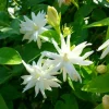 Belle of India Jasmine Live Plant – 14-18in Tall, 1 Gallon Pot – Fragrant Flowers - Image 1