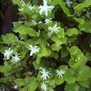 Belle of India Jasmine Live Plant – 22-26 inch – 1 Gallon Pot – Fragrant Flowers - Image 2
