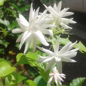 Belle of India Jasmine Live Plant – 22-26 inch – 1 Gallon Pot – Fragrant Flowers - Image 1