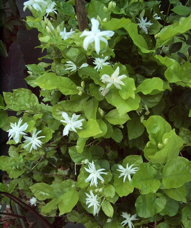 Belle of India Jasmine Live Plant – Half Gallon Pot – Fragrant Flowers - Image 2