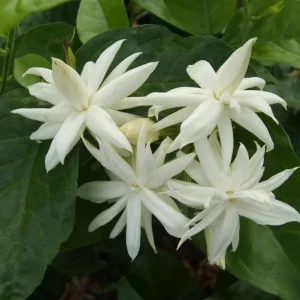 Belle of India Jasmine Live Plant – Half Gallon Pot – Fragrant Flowers - Image 3